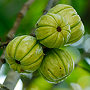 Garcínia Cambogia